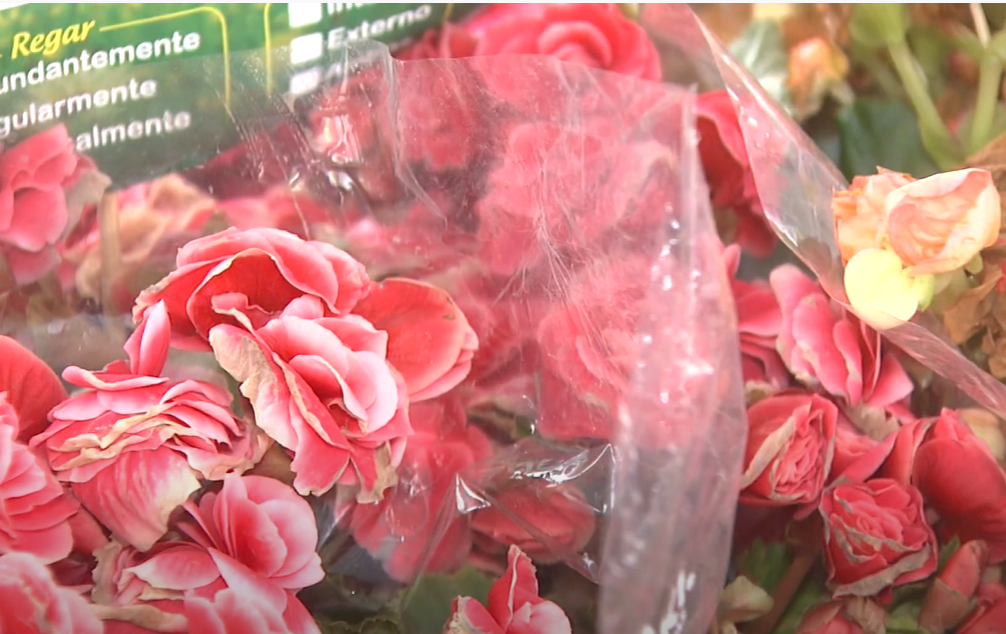 Festival de Flores de Holambra encanta quem passa na Praça do Ferreira